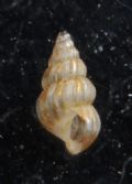 Pusillina philippi