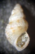 Alvania sororcula