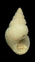 Alvania cimicoides