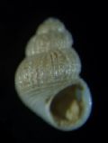 Alvania elegantissima