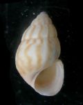 Pusillina sarsii