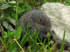 Cricetidae