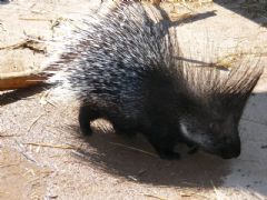 Hystricidae
