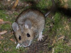 Muridae