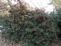 Cotoneaster coriaceus