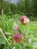 Geum rivale