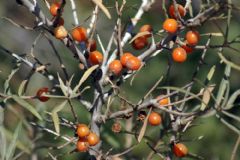 Elaeagnaceae