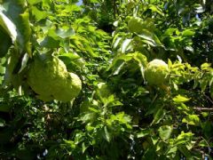 Moraceae