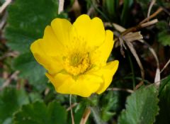 Rosaceae