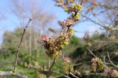 Ulmaceae