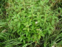Urticaceae