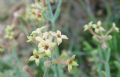 Asperula crassifolia