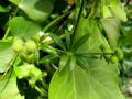 Galium aparine