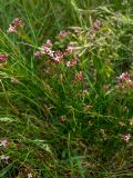 Asperula aristata