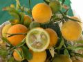 Citrus trifoliata