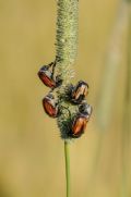 Anisoplia tempestiva