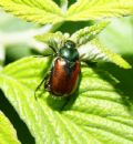 Phyllopertha horticola