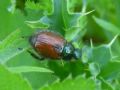 Phyllopertha horticola