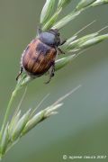 Anisoplia monticola