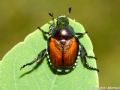 Popillia japonica