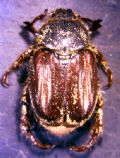 Hoplia attilioi