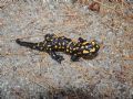 Salamandra corsica Savi 1838