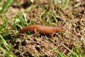 Lissotriton vulgaris meridionalis