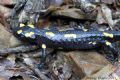 Salamandra algira