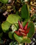 Salix herbacea