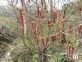 Populus nigra