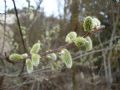 Salix caprea