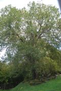 Salix caprea