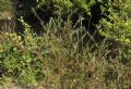 Salix purpurea subsp. purpurea