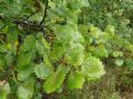Populus tremula