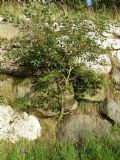 Salix caprea (cfr.)