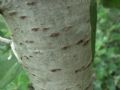 Populus alba