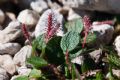 Salix reticulata