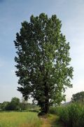 Populus nigra