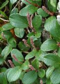 Salix reticulata