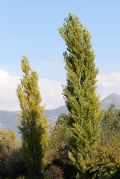 Populus nigra