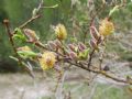 Salix purpurea