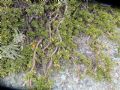 Salix serpyllifolia