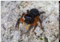 Euophrys cf. sulphurea