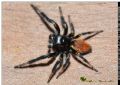 Carrhotus xanthogramma