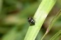 Heliophanus sp.