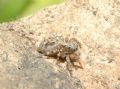Euophrys sp.