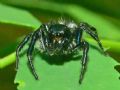 Carrhotus xanthogramma