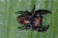 Bianor albobimaculatus