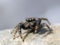 Marpissa muscosa
