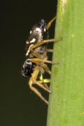 Heliophanus cupreus